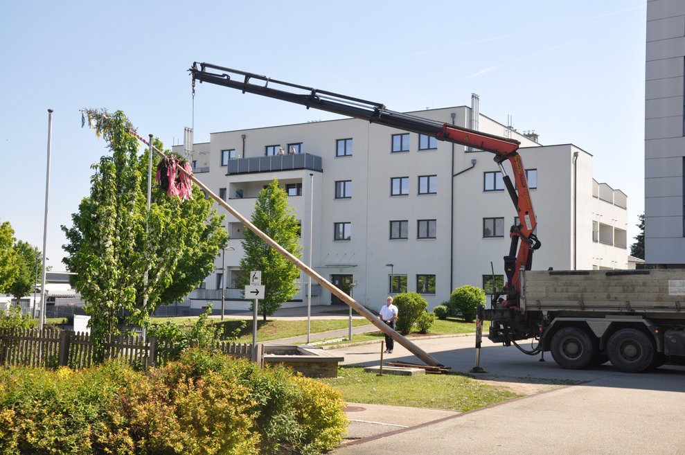 Mit dem Kranlastwagen gelang das Aufstellen des Maibaums problemlos. zieht den Baum in die Höhe